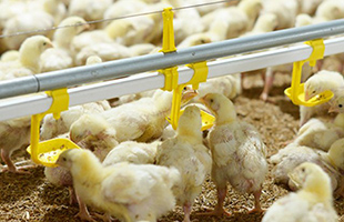 Poultry& Livestock Projects